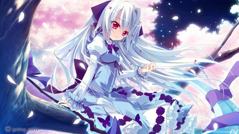 恋花绽放樱飞时